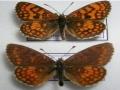 Mellicta athalia celadussa aberrant (Internet Image property of respective owner, non-commercial use only)